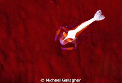 Red and white by Michael Gallagher 